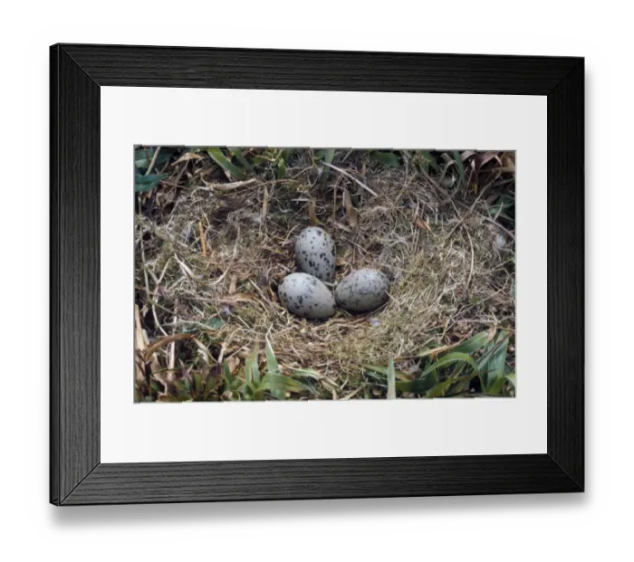 Framed Print : GtBlack-backed Gull (Larus marinus) Nest and three eggs Framed Print : GtBlack-backed Gull (Larus marinus) Nest and three eggs