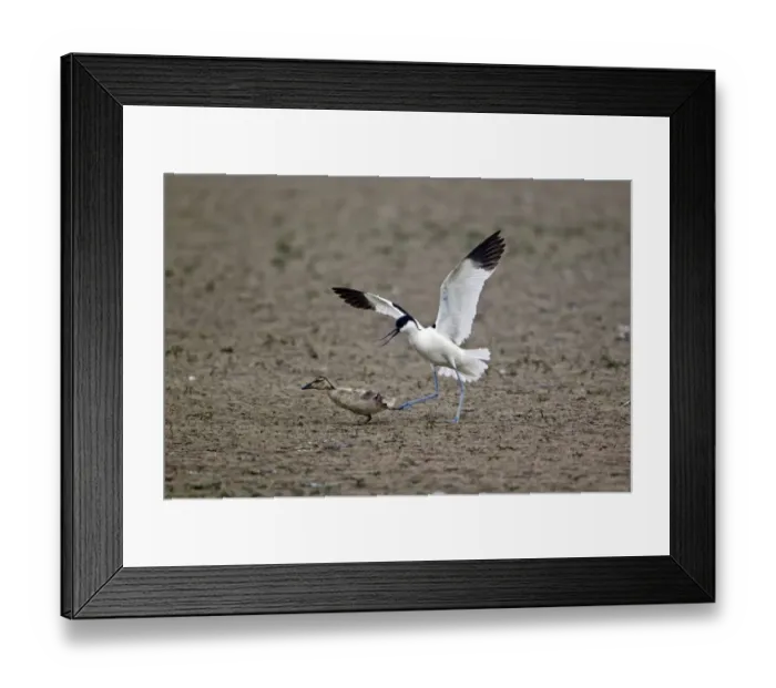 Framed Print : Eurasian Avocet (Recurvirostra avocetta) adult, chasing Mallard Duck (Anas platyrhynchos) duckling, Minsmere RSPB Reserve, Suffolk, England, june Framed Print : Eurasian Avocet (Recurvirostra avocetta) adult, chasing Mallard Duck (Anas platyrhynchos) duckling, Minsmere RSPB Reserve, Suffolk, England, june