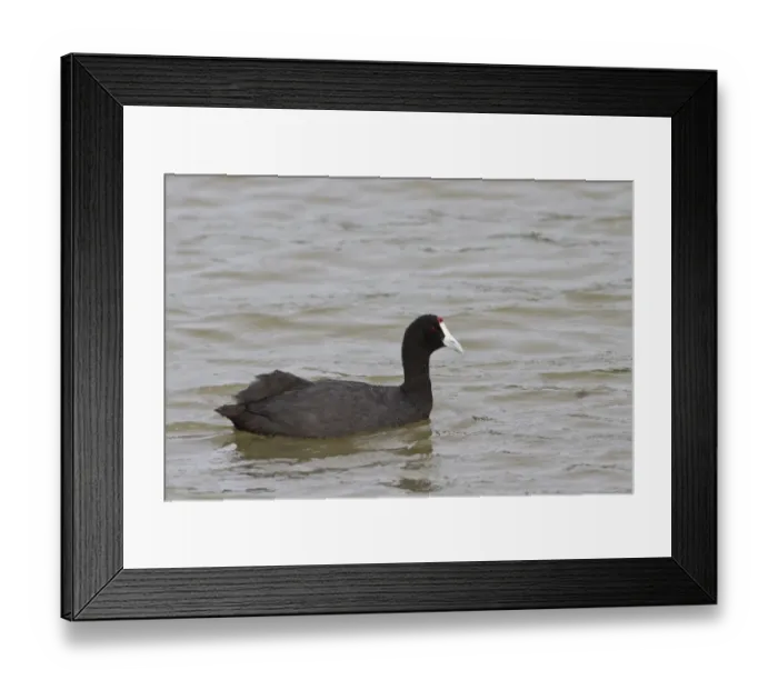 Framed Print : Red-knobbed Coot (Fulica cristata) adult, swimming, Albufera Reserve, Mallorca, Balearic Islands, Spain, may Framed Print : Red-knobbed Coot (Fulica cristata) adult, swimming, Albufera Reserve, Mallorca, Balearic Islands, Spain, may