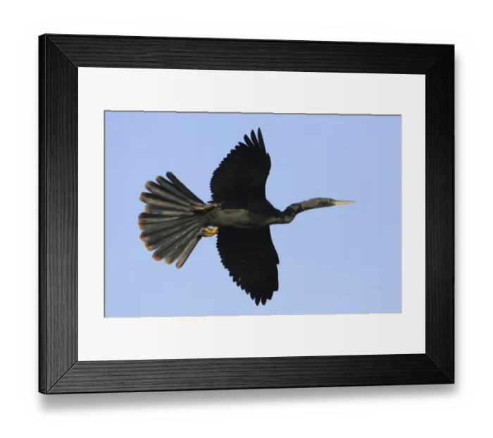 Framed Print : Anhinga (Anhinga anhinga) adult male, in flight, Venice Rookery, Florida, U. S. A