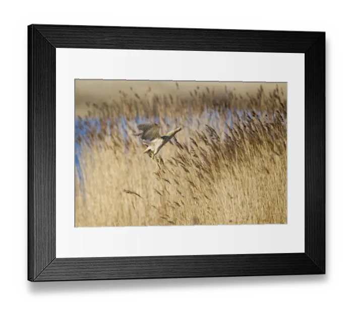 Framed Print : Great Bittern (Botaurus stellaris) adult, in flight over reedbed, Minsmere RSPB Reserve, Suffolk, England, april Framed Print : Great Bittern (Botaurus stellaris) adult, in flight over reedbed, Minsmere RSPB Reserve, Suffolk, England, april