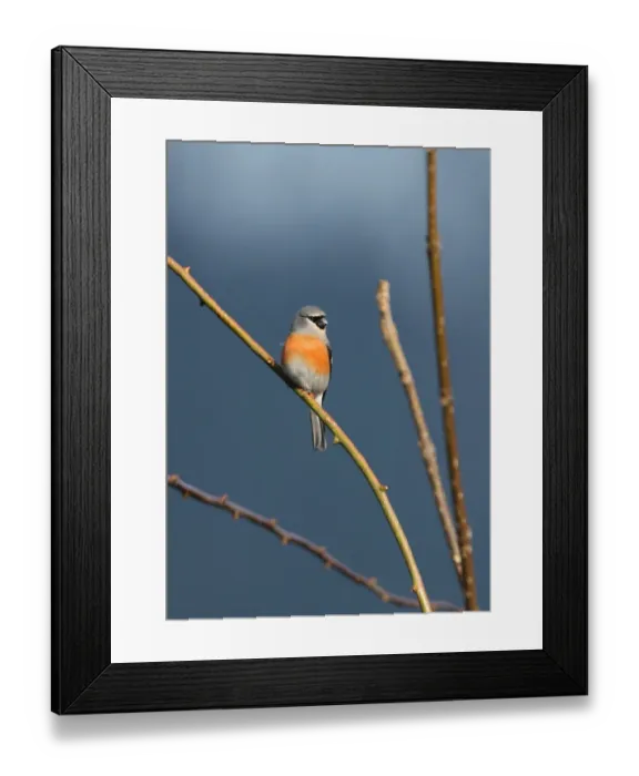 Framed Print : Grey-headed Bullfinch (Pyrrhula erythaca erythaca) adult male, perched in bare tree, Eaglenest Wildlife Sanctuary, Arunachal Pradesh, India, january Framed Print : Grey-headed Bullfinch (Pyrrhula erythaca erythaca) adult male, perched in bare tree, Eaglenest Wildlife Sanctuary, Arunachal Pradesh, India, january