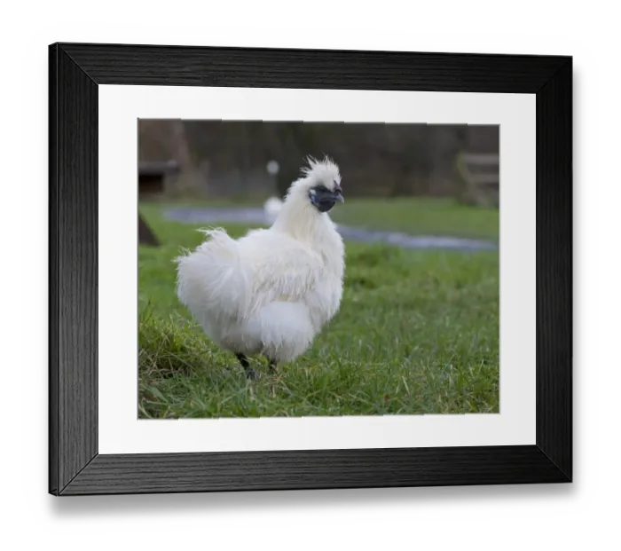 Framed Print : Domestic Chicken, White Silkie bantam hen, standing on grass, Whitewell, Lancashire, England, december Framed Print : Domestic Chicken, White Silkie bantam hen, standing on grass, Whitewell, Lancashire, England, december