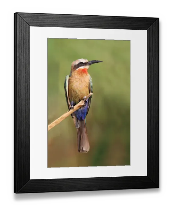 Framed Print : White-fronted Bee-eater (Merops bullockoides) adult, perched on reed stem, Okavango Delta, Botswana