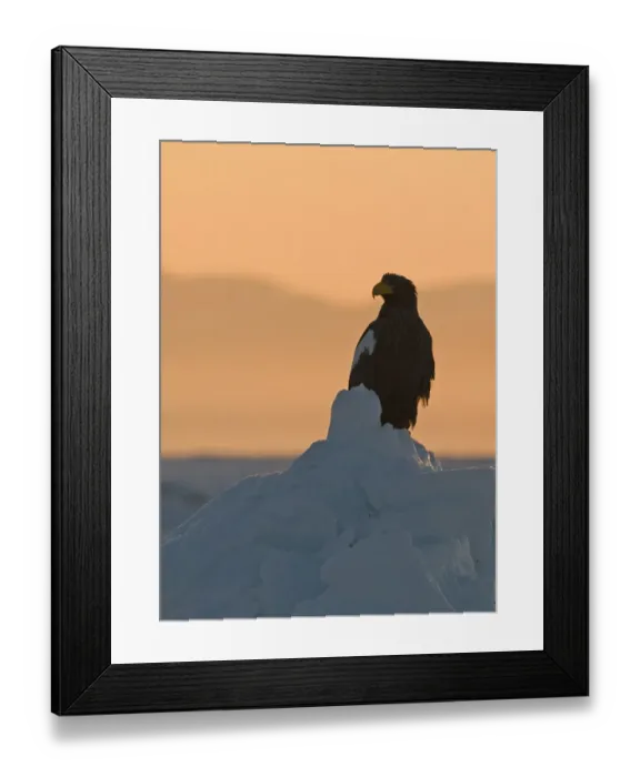 Framed Print : Steller's Sea-eagle (Haliaeetus pelagicus) adult, standing on sea ice at sunrise, Sea of Okhotsk, off Shiretoko Peninsula, Hokkaido, Japan, winter Framed Print : Steller's Sea-eagle (Haliaeetus pelagicus) adult, standing on sea ice at sunrise, Sea of Okhotsk, off Shiretoko Peninsula, Hokkaido, Japan, winter