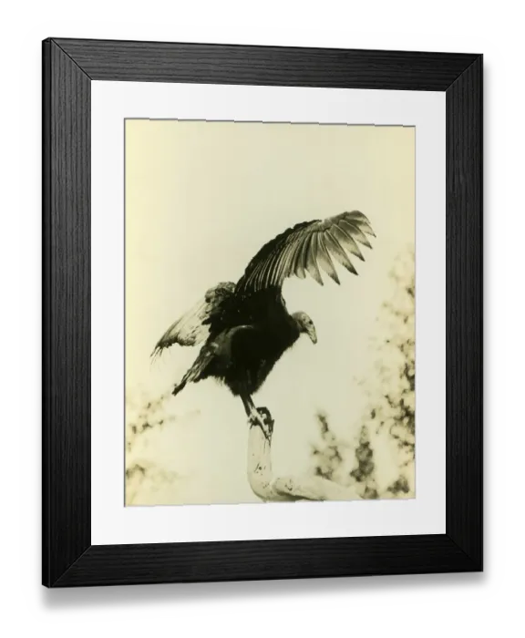 Framed Print : California Condor (Gymnogyps californianus) adult, perched on branch with wings spread, photographed before extinction in wild, Los Angeles County, California, U. S. A. 1906 (William L Finley) Framed Print : California Condor (Gymnogyps californianus) adult, perched on branch with wings spread, photographed before extinction in wild, Los Angeles County, California, U. S. A. 1906 (William L Finley)