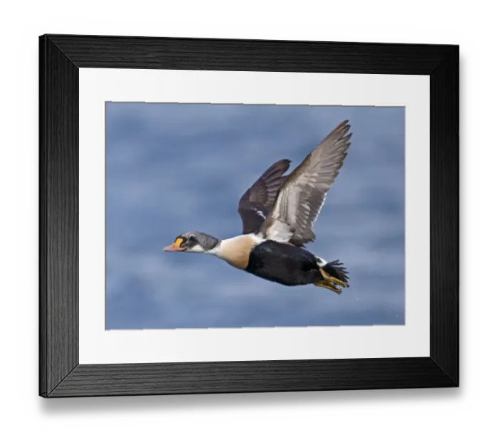 Framed Print : King Eider (Somateria spectabilis) immature male, first winter plumage, in flight over sea, Varanger, Northern Norway, march Framed Print : King Eider (Somateria spectabilis) immature male, first winter plumage, in flight over sea, Varanger, Northern Norway, march