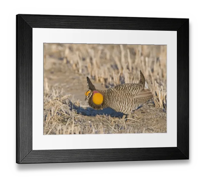 Framed Print : Greater Prairie-chicken (Tympanuchus cupido) adult male, displaying on lekking ground, Sandhills, Nebraska, U. S. A. april Framed Print : Greater Prairie-chicken (Tympanuchus cupido) adult male, displaying on lekking ground, Sandhills, Nebraska, U. S. A. april