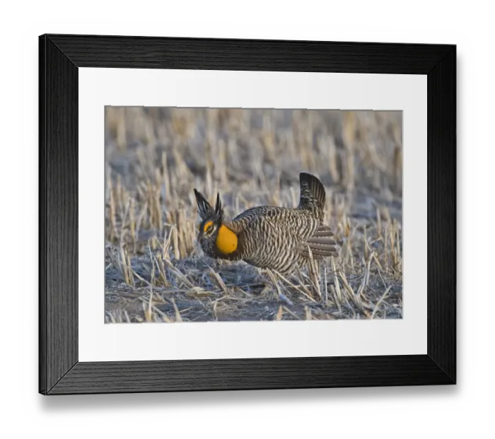 Framed Print : Greater Prairie-chicken (Tympanuchus cupido) adult male, displaying on lekking ground, Sandhills, Nebraska, U. S. A. april Framed Print : Greater Prairie-chicken (Tympanuchus cupido) adult male, displaying on lekking ground, Sandhills, Nebraska, U. S. A. april