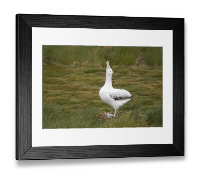 Framed Print : Wandering Albatross (Diomedea exulans) adult, in skypointing display at nest, Prion Island, South Georgia Framed Print : Wandering Albatross (Diomedea exulans) adult, in skypointing display at nest, Prion Island, South Georgia