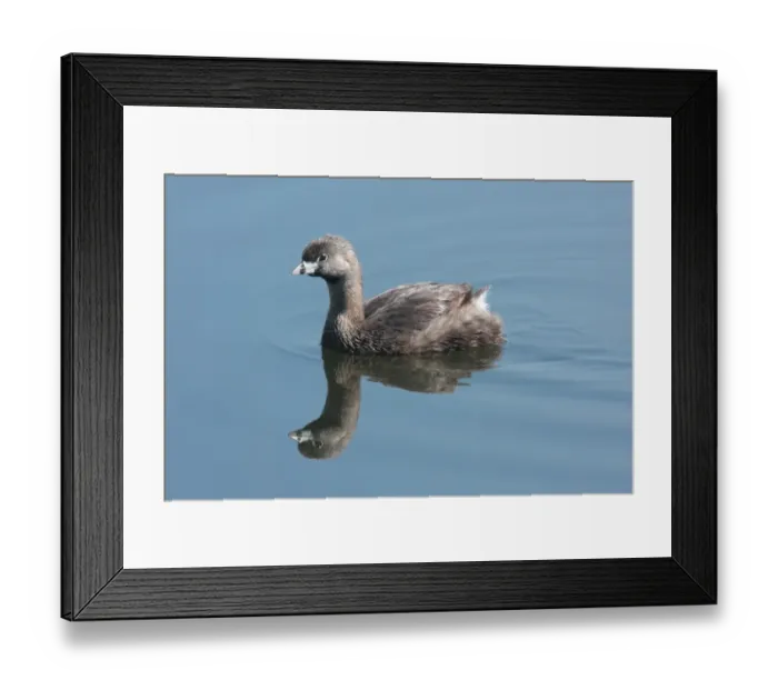Framed Print : Pied-billed Grebe (Podilymbus podiceps antarcticus) adult, swimming, Vicente Lopez, Buenos Aires Province, Argentina, october