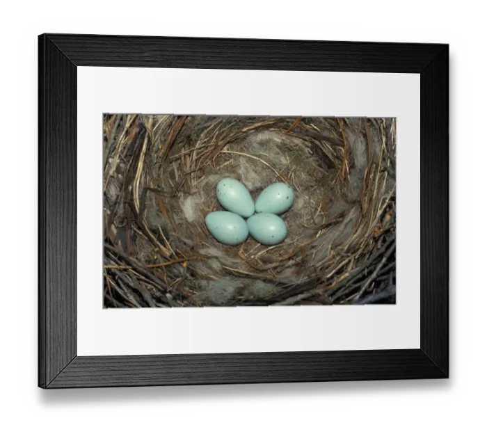 Framed Print : Crow Carrion (Corvus corone) Rare blue eggs Framed Print : Crow Carrion (Corvus corone) Rare blue eggs