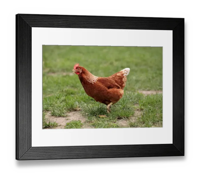 Framed Print : Domestic Chicken, freerange hen, walking in grass, Hockenheim, Baden-Wurttemberg, Germany, july Framed Print : Domestic Chicken, freerange hen, walking in grass, Hockenheim, Baden-Wurttemberg, Germany, july