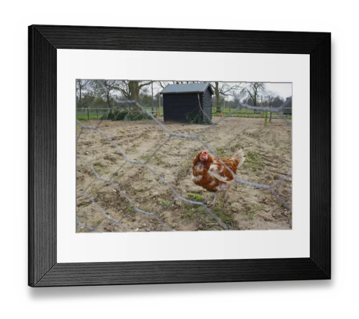 Framed Print : Domestic Chicken, hen, standing in run with coop behind chicken-wire, Easton Farm Park, Easton, Suffolk, England, march Framed Print : Domestic Chicken, hen, standing in run with coop behind chicken-wire, Easton Farm Park, Easton, Suffolk, England, march
