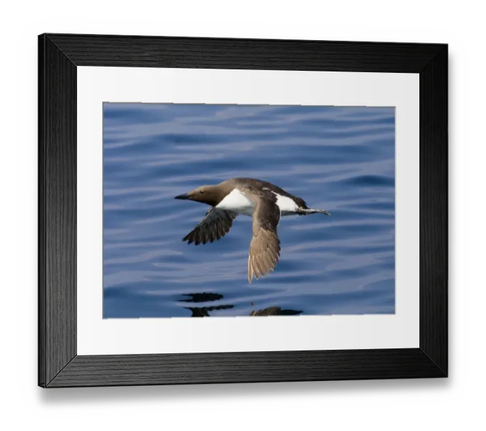 Framed Print : Common Guillemot (Uria aalge) adult, in flight over sea, Inner Farne, Farne Islands, Northumberland, England, summer Framed Print : Common Guillemot (Uria aalge) adult, in flight over sea, Inner Farne, Farne Islands, Northumberland, England, summer