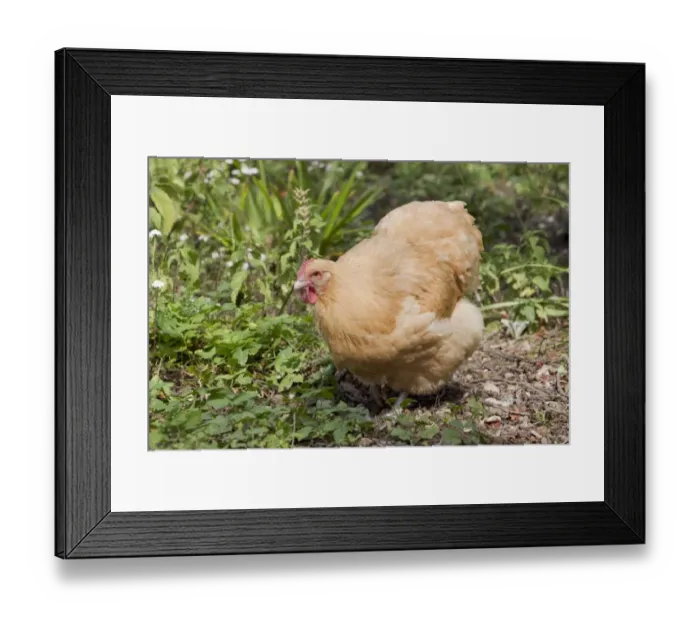 Framed Print : Domestic Chicken, Buff Orpington, freerange hen, walking, Essex, England, august