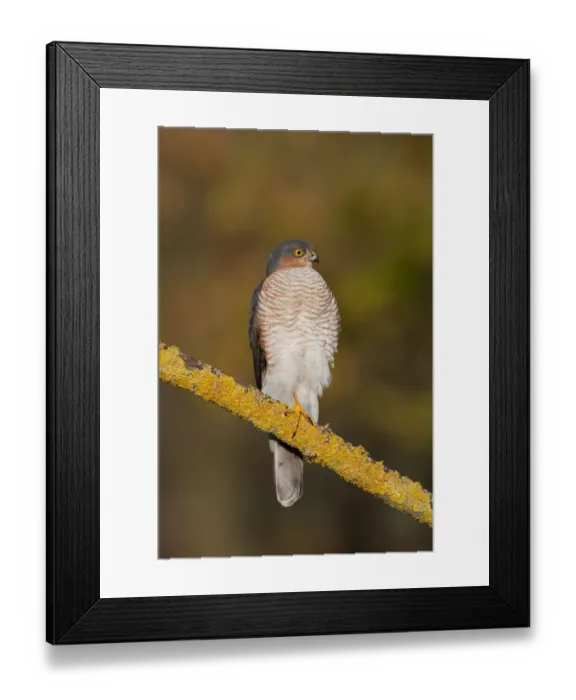Framed Print : Eurasian Sparrowhawk (Accipiter nisus) adult male, perched on branch in oak woodland, Norfolk, England, december Framed Print : Eurasian Sparrowhawk (Accipiter nisus) adult male, perched on branch in oak woodland, Norfolk, England, december