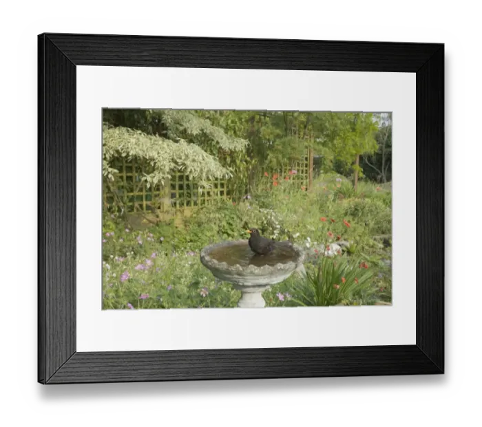 Framed Print : European Blackbird (Turdus merula) adult male, bathing in garden birdbath, Essex, England, june Framed Print : European Blackbird (Turdus merula) adult male, bathing in garden birdbath, Essex, England, june
