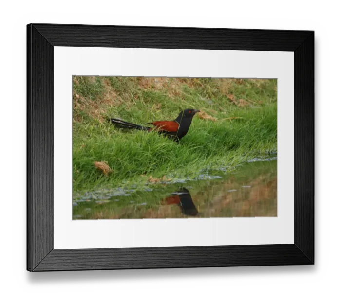 Framed Print : Greater Coucal (Centropus sinensis intermedius) adult, drinking at edge of water, Thailand, february Framed Print : Greater Coucal (Centropus sinensis intermedius) adult, drinking at edge of water, Thailand, february