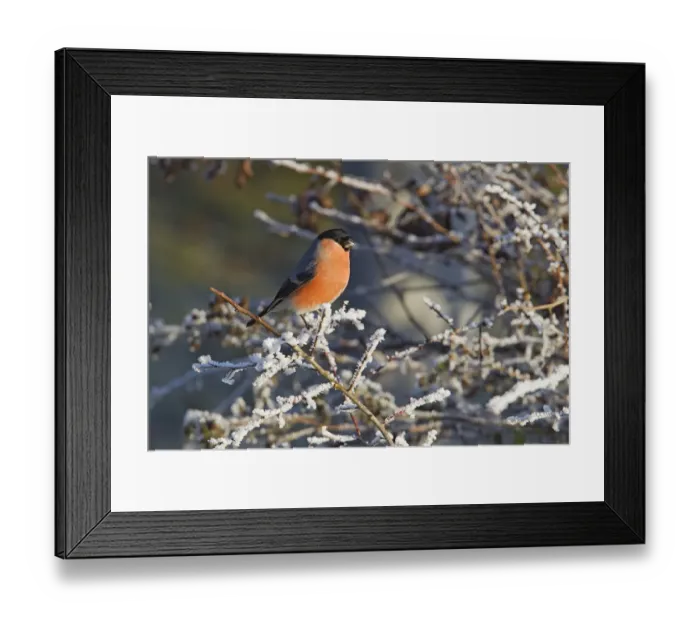 Framed Print : Eurasian Bullfinch (Pyrrhula pyrrhula) adult male, perched on frost covered twigs in hedgerow, Warwickshire, England, december Framed Print : Eurasian Bullfinch (Pyrrhula pyrrhula) adult male, perched on frost covered twigs in hedgerow, Warwickshire, England, december