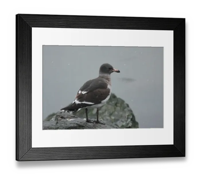 Framed Print : Dolphin Gull (Larus scoresbii) immature, standing on rock, Ushuaia, Tierra del Fuego, Argentina, august Framed Print : Dolphin Gull (Larus scoresbii) immature, standing on rock, Ushuaia, Tierra del Fuego, Argentina, august