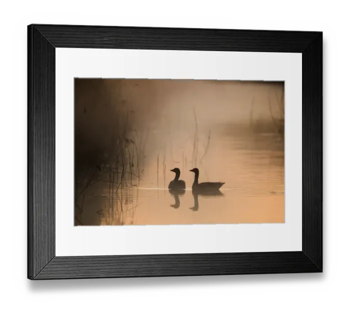 Framed Print : Greylag Goose (Anser anser) adult pair, swimming on dyke, silhouetted at dawn, Cley Marshes Reserve, Cley-next-the-sea, Norfolk, England, april Framed Print : Greylag Goose (Anser anser) adult pair, swimming on dyke, silhouetted at dawn, Cley Marshes Reserve, Cley-next-the-sea, Norfolk, England, april