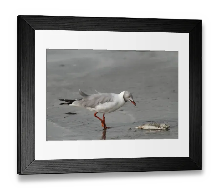 Framed Print : Grey-headed Gull (Larus cirrocephalus) adult, feeding, scavenging dead fish on beach, Gambia, january Framed Print : Grey-headed Gull (Larus cirrocephalus) adult, feeding, scavenging dead fish on beach, Gambia, january