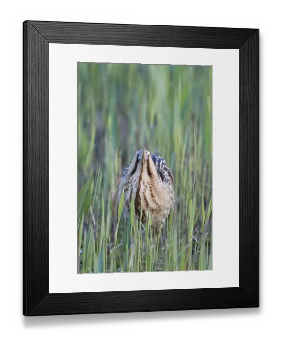Framed Print : Great Bittern (Botaurus stellaris) adult male, standing amongst fresh reedbed growth, Minsmere RSPB Reserve, Suffolk, England, april Framed Print : Great Bittern (Botaurus stellaris) adult male, standing amongst fresh reedbed growth, Minsmere RSPB Reserve, Suffolk, England, april
