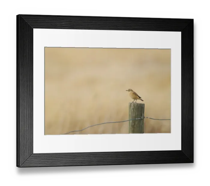 Framed Print : Whinchat (Saxicola rubetra) immature, perched on fencepost, Spain, august