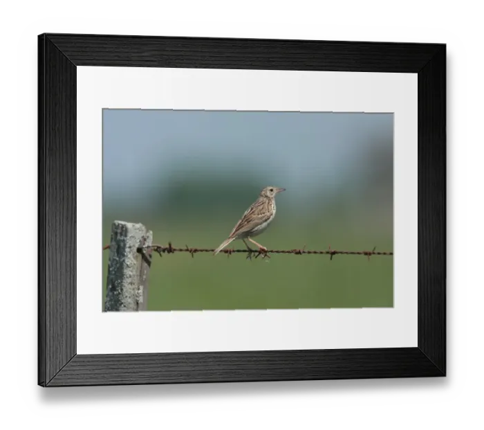 Framed Print : Short-billed Pipit (Anthus furcatus) adult, perched on barbed wire fence, Haras del Sur, Buenos Aires, Argentina, october Framed Print : Short-billed Pipit (Anthus furcatus) adult, perched on barbed wire fence, Haras del Sur, Buenos Aires, Argentina, october