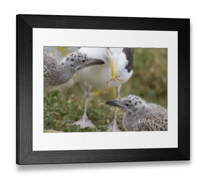 Framed Print : Great Black-backed Gull (Larus marinus) adult, with vegetation in beak, with chicks, begging for food, Saltee Islands, Ireland, july Framed Print : Great Black-backed Gull (Larus marinus) adult, with vegetation in beak, with chicks, begging for food, Saltee Islands, Ireland, july