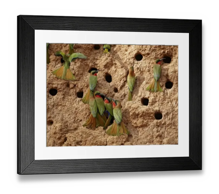 Framed Print : Red-throated Bee-eater (Merops bulocki) adults, flock at nestholes, nesting colony on riverbank, Niokolo-Koba, Senegal, february Framed Print : Red-throated Bee-eater (Merops bulocki) adults, flock at nestholes, nesting colony on riverbank, Niokolo-Koba, Senegal, february