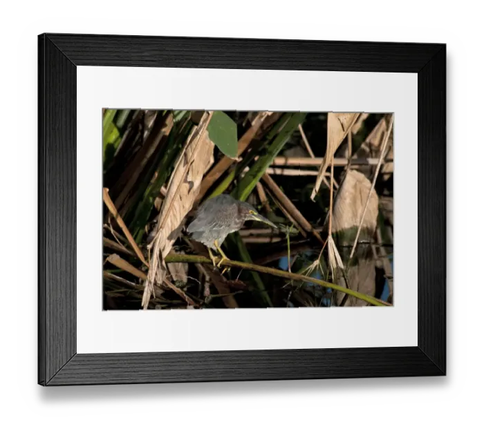Framed Print : Green Heron (Butorides virescens) adult, fishing, standing on stem over water, Florida, U. S. A. november Framed Print : Green Heron (Butorides virescens) adult, fishing, standing on stem over water, Florida, U. S. A. november