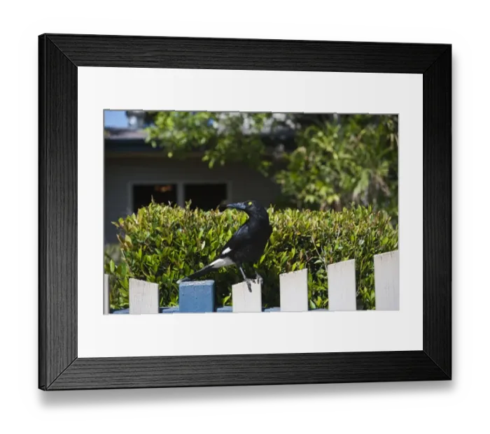 Framed Print : Pied Currawong (Strepera graculina) adult, perched on wooden fence, Queensland, Australia Framed Print : Pied Currawong (Strepera graculina) adult, perched on wooden fence, Queensland, Australia
