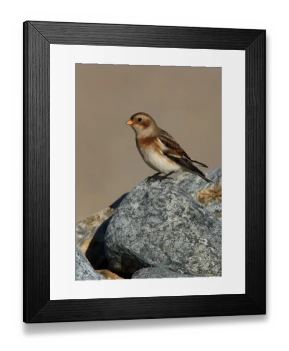Framed Print : Snow Bunting (Plectrophenax nivalis) immature, first winter plumage, perched on rock on beach, Norfolk, England, november Framed Print : Snow Bunting (Plectrophenax nivalis) immature, first winter plumage, perched on rock on beach, Norfolk, England, november