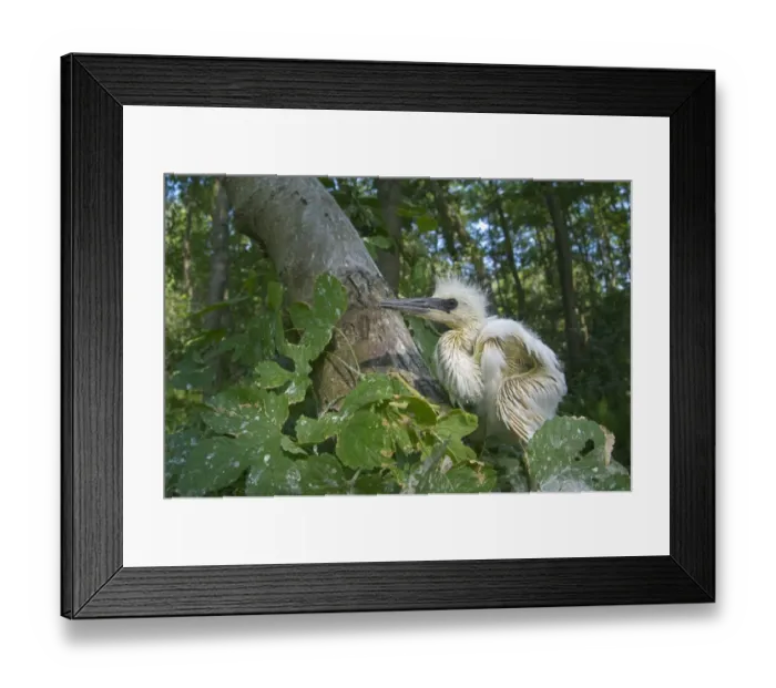 Framed Print : Little Egret (Egretta garzetta) chick, having fallen out of nest, Italy Framed Print : Little Egret (Egretta garzetta) chick, having fallen out of nest, Italy