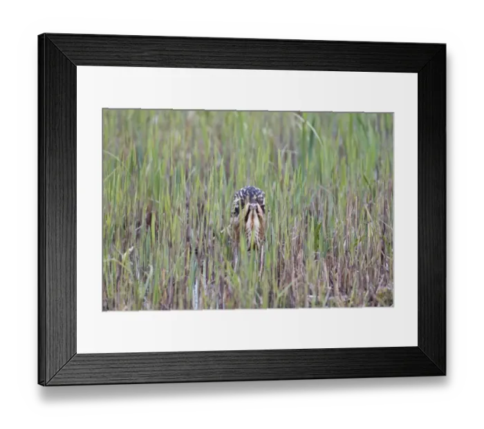 Framed Print : Great Bittern (Botaurus stellaris) adult male, standing amongst fresh reedbed growth, Minsmere RSPB Reserve, Suffolk, England, april Framed Print : Great Bittern (Botaurus stellaris) adult male, standing amongst fresh reedbed growth, Minsmere RSPB Reserve, Suffolk, England, april