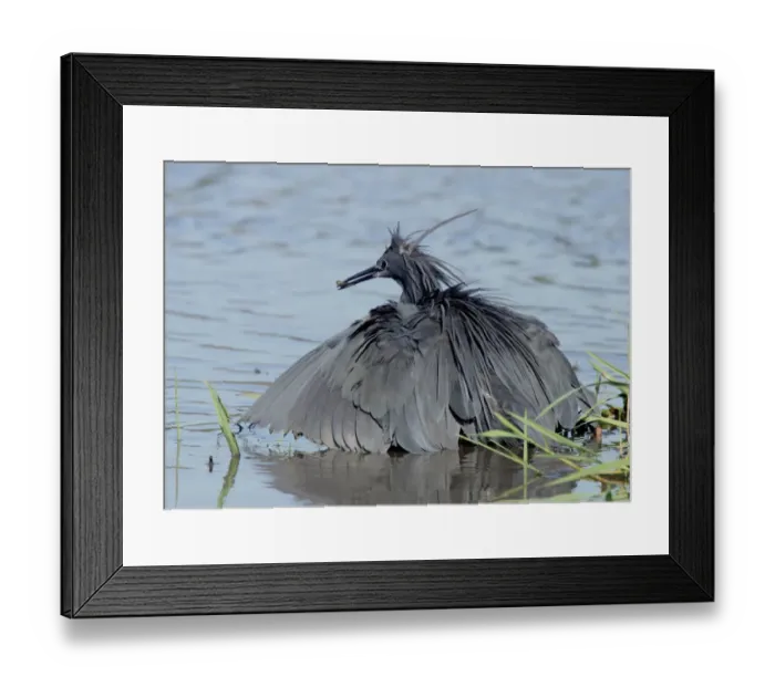 Framed Print : Black Heron (Egretta ardesiaca) adult, with fish in beak, emerging from umbrella stance to shade water, Okavango Delta, Botswana Framed Print : Black Heron (Egretta ardesiaca) adult, with fish in beak, emerging from umbrella stance to shade water, Okavango Delta, Botswana