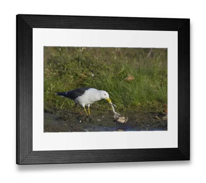 Framed Print : Lesser Black-backed Gull (Larus fuscus) adult, summer plumage, feeding on carrion at edge of water, Finland Framed Print : Lesser Black-backed Gull (Larus fuscus) adult, summer plumage, feeding on carrion at edge of water, Finland