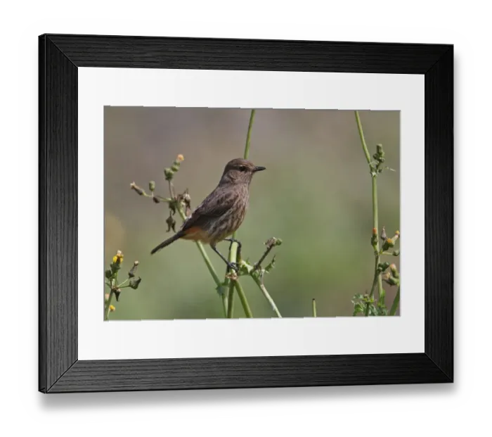 Framed Print : Pied Bushchat (Saxicola caprata atratus) endemic race, adult female, perched on stem, Horton Plains N. P. Sri Lanka, december Framed Print : Pied Bushchat (Saxicola caprata atratus) endemic race, adult female, perched on stem, Horton Plains N. P. Sri Lanka, december