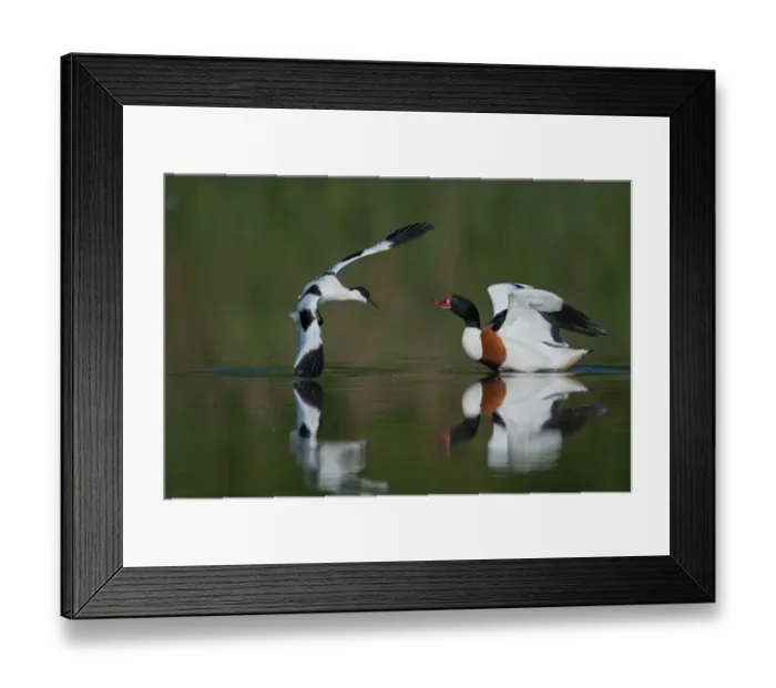 Framed Print : Common Shelduck (Tadorna tadorna) and Eurasian Avocet (Recurvirostra avocetta) adults, in territorial dispute on water, Norfolk, England, may Framed Print : Common Shelduck (Tadorna tadorna) and Eurasian Avocet (Recurvirostra avocetta) adults, in territorial dispute on water, Norfolk, England, may