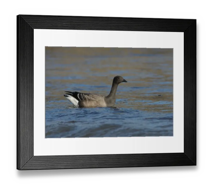 Framed Print : Brent Goose (Branta bernicla bernicla) immature, swimming at sea, Norfolk, England, october