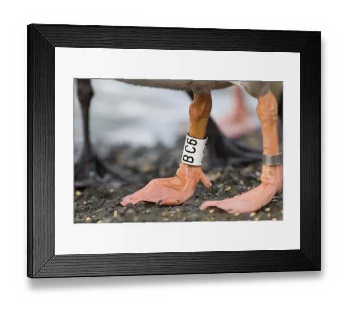 Framed Print : Greylag Goose (Anser anser) adult, close-up of legs with identification rings, Caerlaverock, Dumfries, Scotland, winter Framed Print : Greylag Goose (Anser anser) adult, close-up of legs with identification rings, Caerlaverock, Dumfries, Scotland, winter