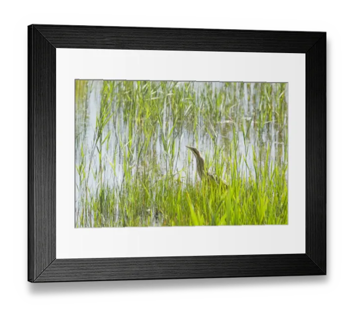 Framed Print : Great Bittern (Botaurus stellaris) adult, standing in reedbed, Minsmere RSPB Reserve, Suffolk, England, june Framed Print : Great Bittern (Botaurus stellaris) adult, standing in reedbed, Minsmere RSPB Reserve, Suffolk, England, june