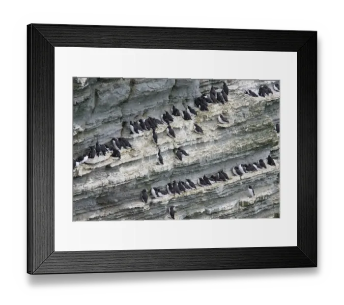 Framed Print : Common Guillemot (Uria aalge) adults, nesting colony on cliff face, Marwick Head RSPB Reserve, Mainland, Orkney, Scotland, june