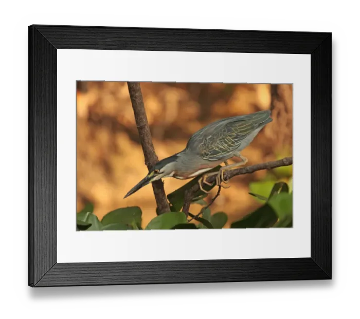 Framed Print : Striated Heron (Butorides striatus striatus) adult, hunting from branch, Cuiaba River, Porto Jofre, Mato Grosso, Brazil, september Framed Print : Striated Heron (Butorides striatus striatus) adult, hunting from branch, Cuiaba River, Porto Jofre, Mato Grosso, Brazil, september