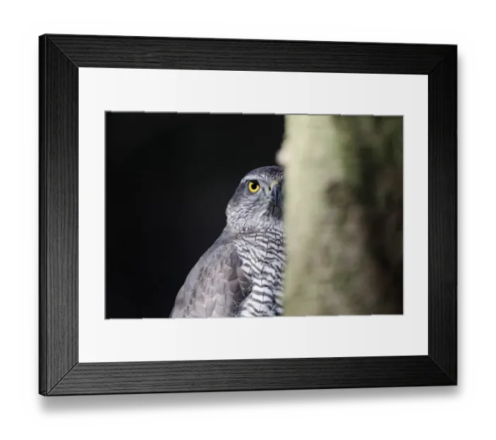 Framed Print : Northern Goshawk (Accipiter gentilis) adult female, head behind tree trunk, april (captive) Framed Print : Northern Goshawk (Accipiter gentilis) adult female, head behind tree trunk, april (captive)