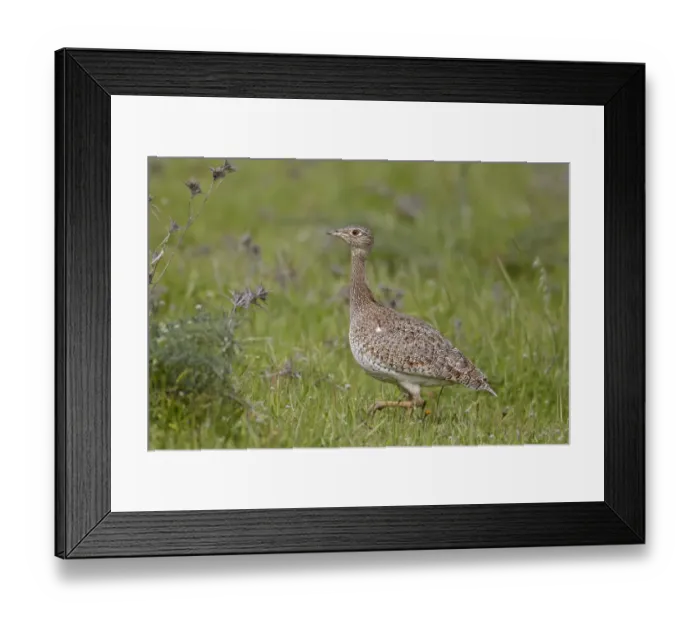 Framed Print : Little Bustard (Tetrax tetrax) adult female, walking, Extremadura, Spain, april