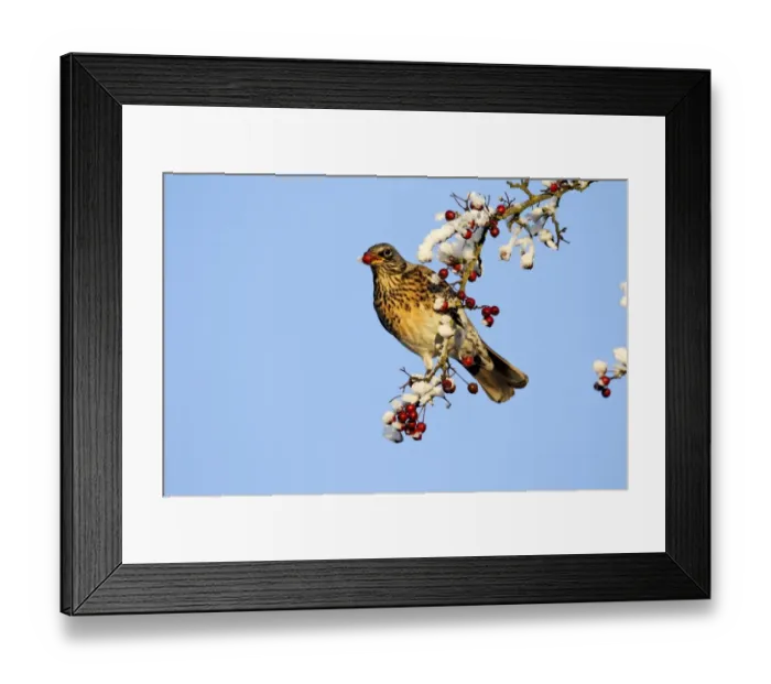 Framed Print : Fieldfare (Turdus pilaris) adult, feeding on hawthorn berries in frost, Midlands, England, december