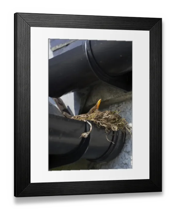 Framed Print : European Blackbird (Turdus merula) adult female, sitting on nest in croft guttering, South Uist, Outer Hebrides, Scotland Framed Print : European Blackbird (Turdus merula) adult female, sitting on nest in croft guttering, South Uist, Outer Hebrides, Scotland